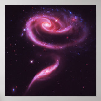 Pink Rose Galaxies Poster