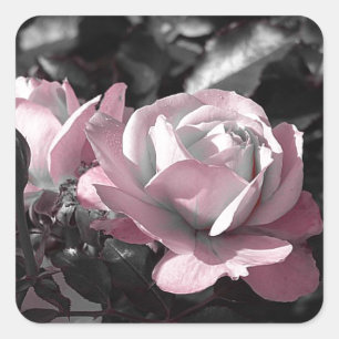 Pink Rose Garden Square Sticker