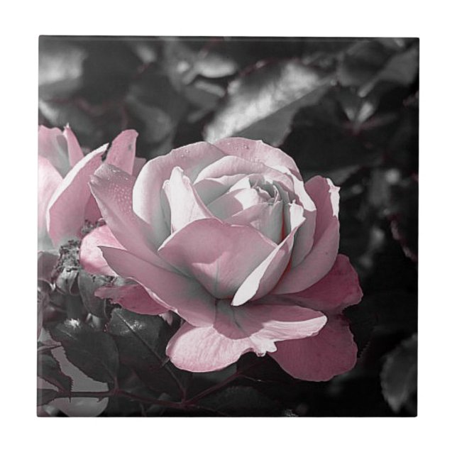 Pink Rose Garden Tile (Front)