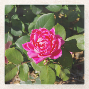 Pink Rose glass coaster