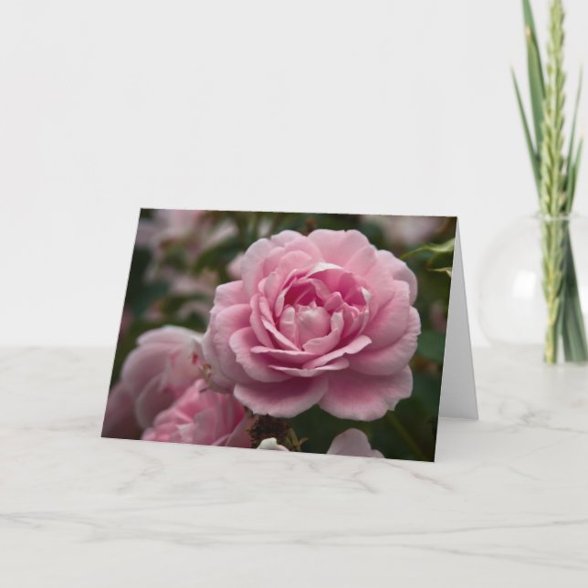 Pink Rose Greeting Card (Front)