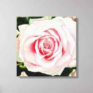 Pink Rose Hand-drawn Pencil Crayon Art Print