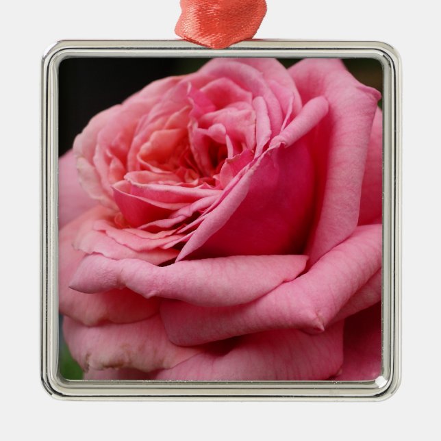 Pink Rose I Pretty Floral Photography Metal Tree Decoration (Front)