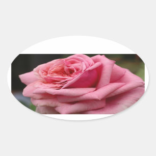 Pink Rose I Pretty Floral Photography Oval Sticker