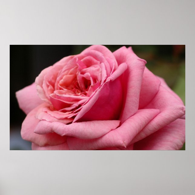 Pink Rose I Pretty Floral Photography Poster (Front)
