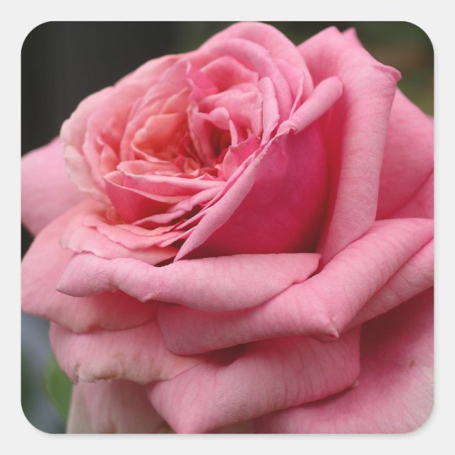 Pink Rose I Pretty Floral Photography Square Sticker (Front)