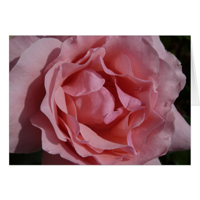 Pink Rose II Pretty Floral (Front Horizontal)