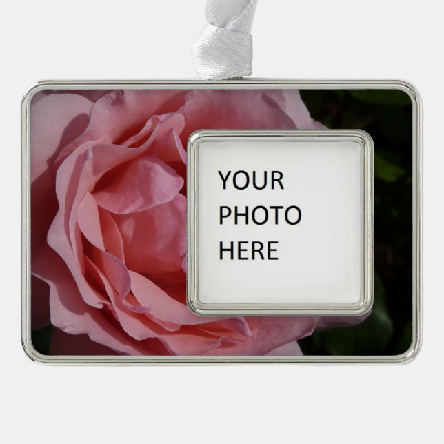 Pink Rose II Pretty Floral Silver Plated Framed Ornament (Front)