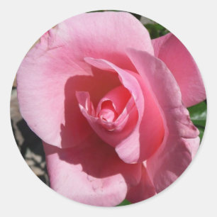 Pink Rose III Garden Floral Classic Round Sticker