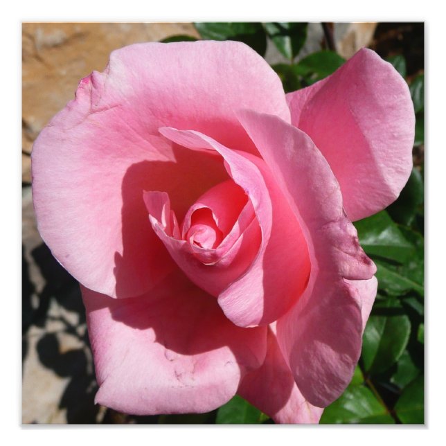 Pink Rose III Garden Floral Photo Print (Front)