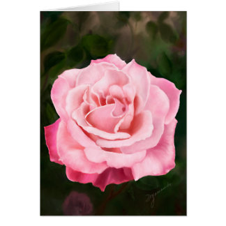 Pink Rose in Full Bloom