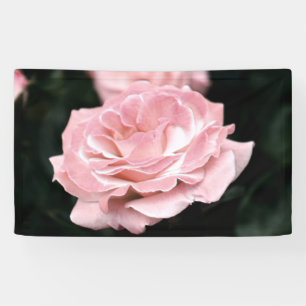 Pink Rose in Full Bloom Banner