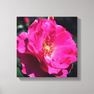 Pink Rose In Full Bloom Close Up Canvas Print