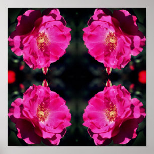 Pink Rose In Full Bloom Mirror Abstract Poster