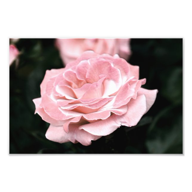Pink Rose in Full Bloom Photo Print (Front)