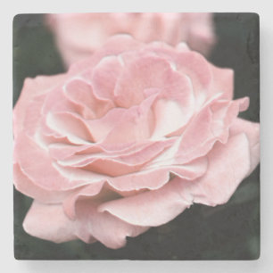 Pink Rose in Full Bloom Stone Coaster