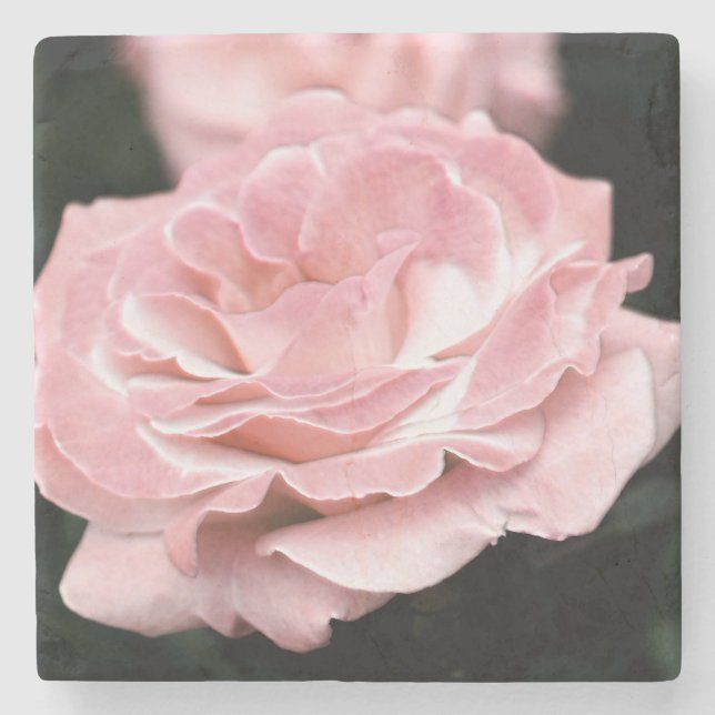 Pink Rose in Full Bloom Stone Coaster (Front)