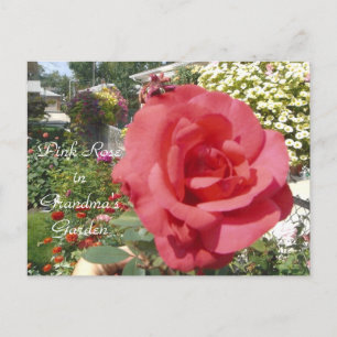 Pink Rose in Grandma's Garden Postcard