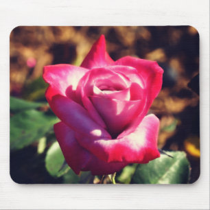 Pink Rose in the High Sun Mouse Mat