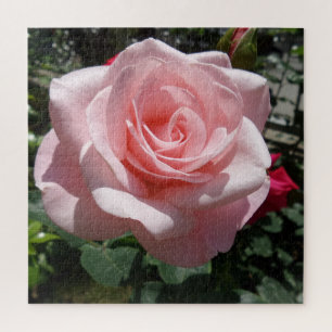 Pink Rose Jigsaw Puzzle,676 pcs Puzzle