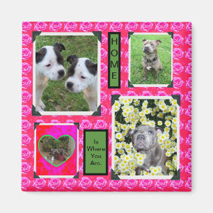 Pink Rose Kisses With Staffordshire Bull Terriers, Magnet
