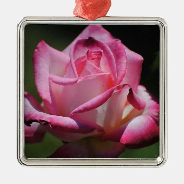 Pink Rose Kordes Perfecta Ornament (Front)