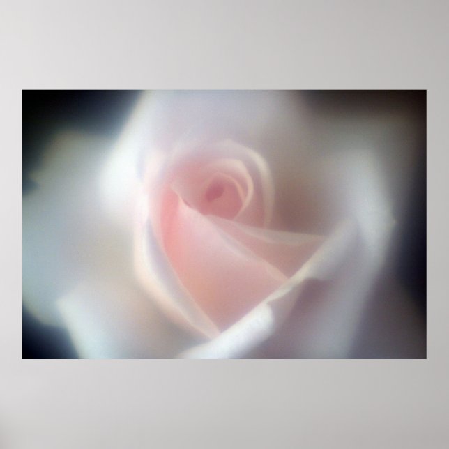 Pink Rose Large Poster/Print Poster (Front)