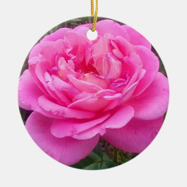 Pink Rose 'Leonardo Da Vinci'   Ceramic Tree Decoration (Front)