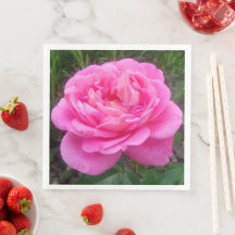 Pink Rose 'Leonardo Da Vinci'