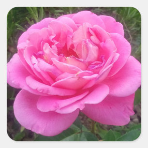 Pink Rose 'Leonardo Da Vinci' Square Sticker