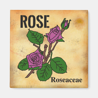 Pink Rose line art aged paper style Magnet