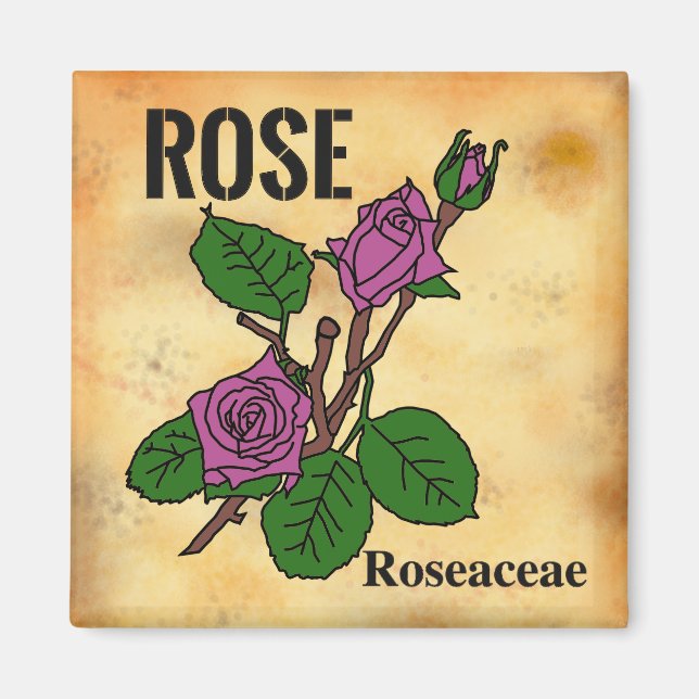 Pink Rose line art aged paper style   Magnet (Front)