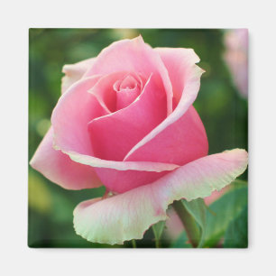 Pink Rose Magnet