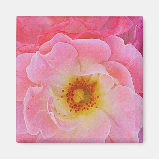 Pink Rose Magnet (Front)