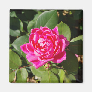 Pink Rose magnet