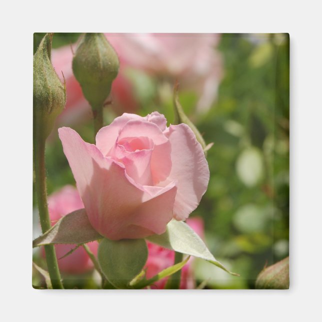 Pink Rose Magnet (Front)