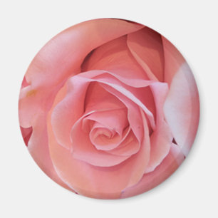Pink Rose Magnet