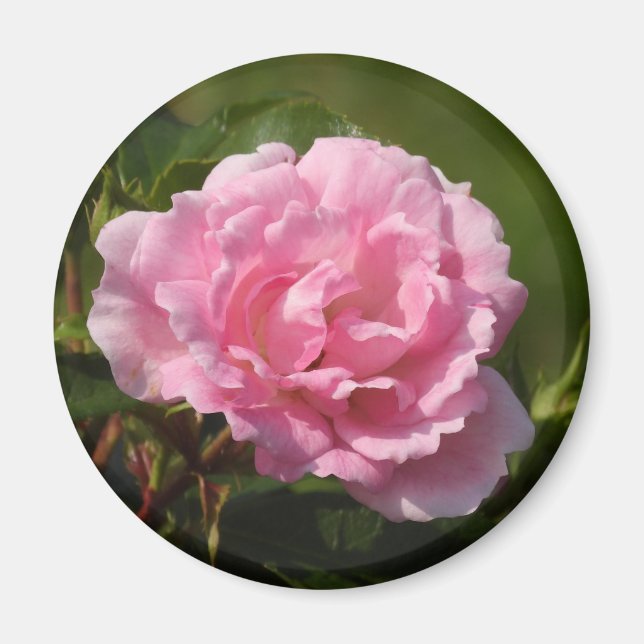 Pink Rose Magnet (Front)