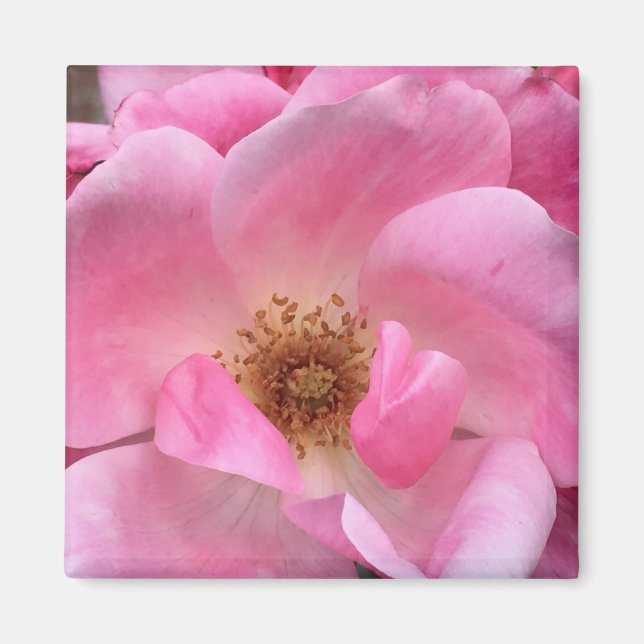 Pink Rose Magnet (Front)