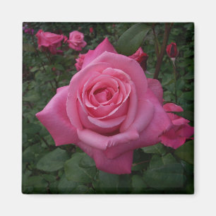 Pink Rose Magnet