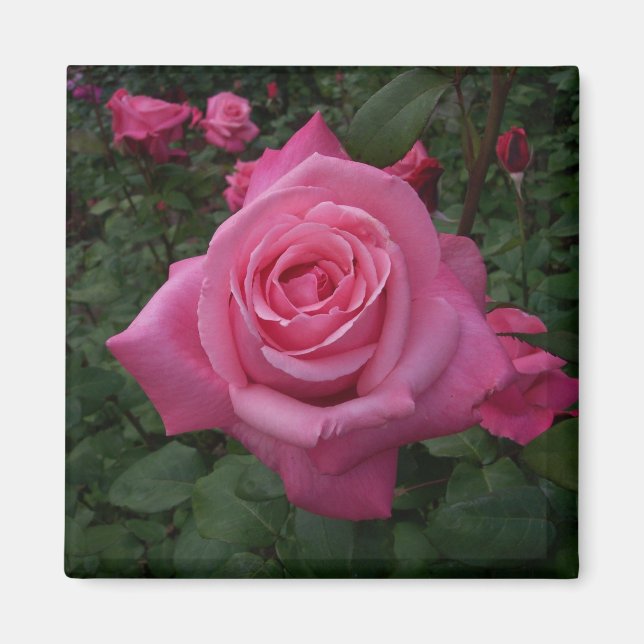 Pink Rose Magnet (Front)