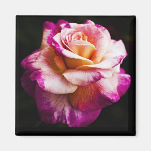 Pink Rose Magnet For Fridge and Boards