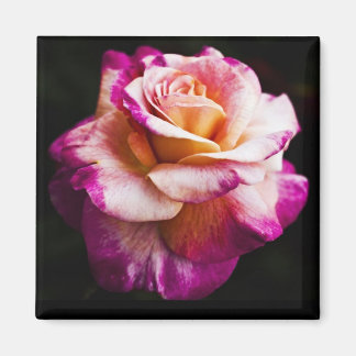 Pink Rose Magnet For Fridge and Boards