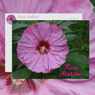 Pink Rose Mallow Flower Photographic Botanical Postcard