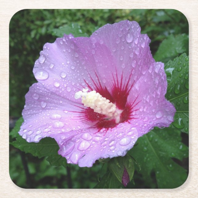 Pink Rose of Sharon Coaster (Front)