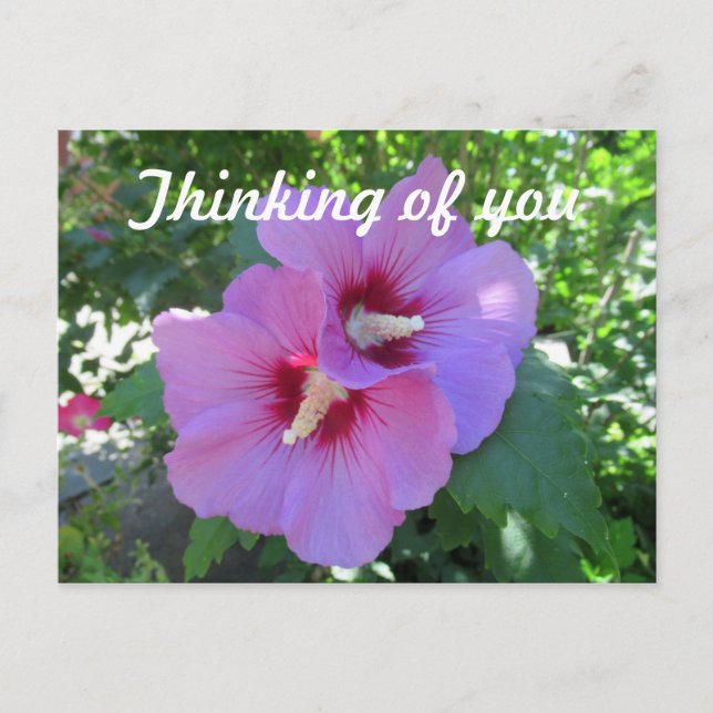 Pink Rose of Sharon Flower Photo Thinking of You Postcard (Front)
