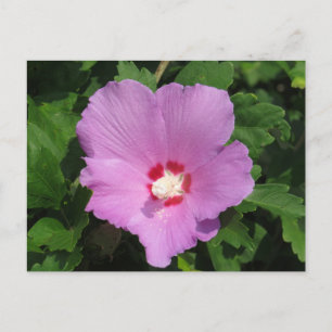 Pink Rose Of Sharon Flower Postcard