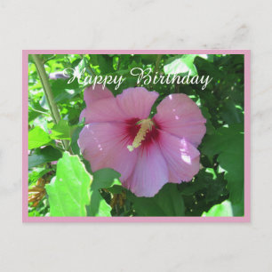 Pink Rose Of Sharon Photo Birthday Postcard