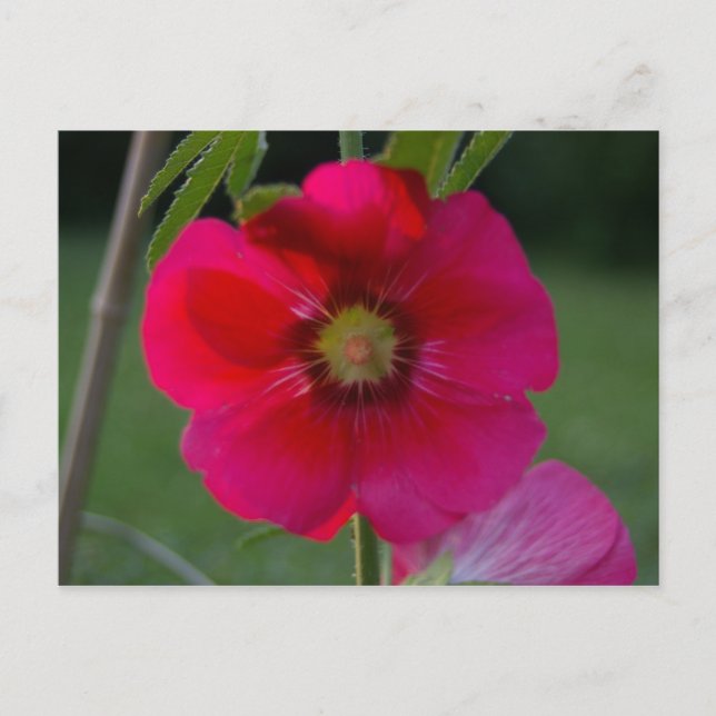 Pink Rose of Sharon Postcard (Front)
