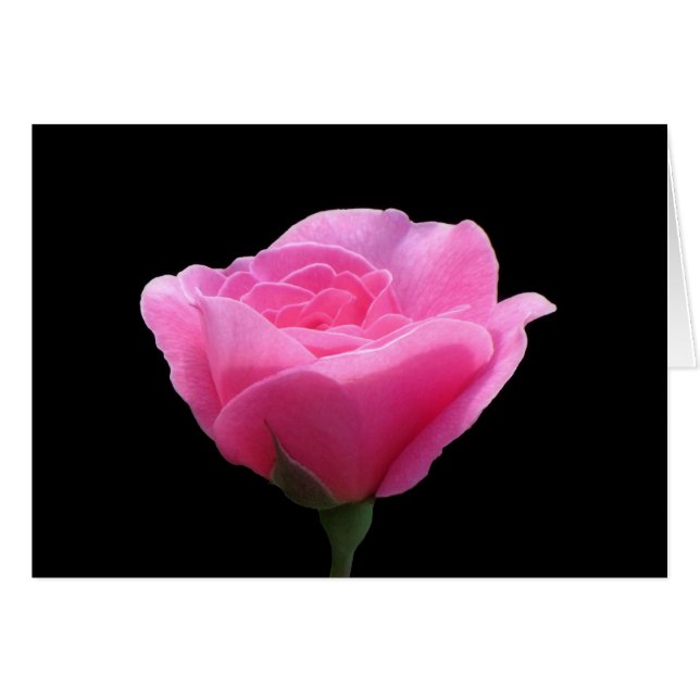 Pink Rose on Black (Front Horizontal)